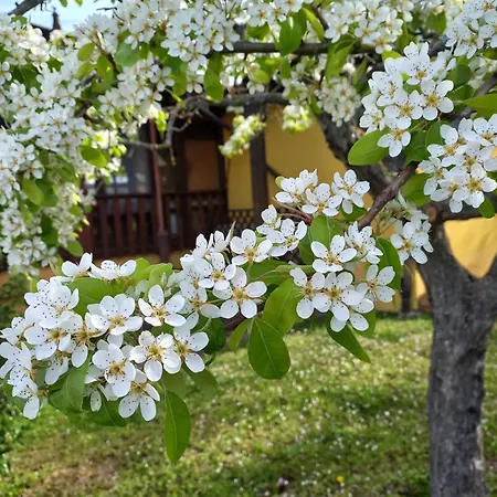 Agriturismo Il Mio Casale בית חווה