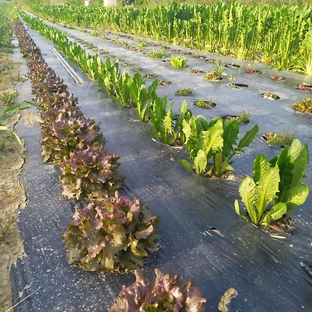 Il Mio Casale Lantgård