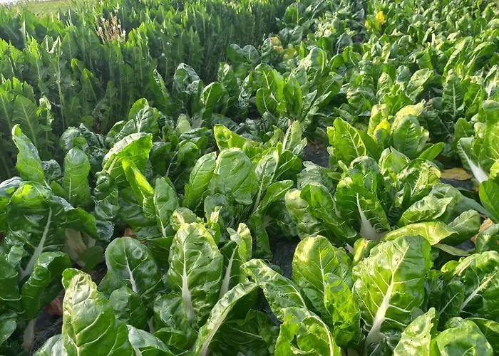 בית חווה Agriturismo Il Mio Casale Monte Colombo