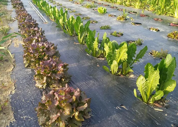 Il Mio Casale Farmház